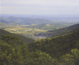 Morten Norbye Halvorsen