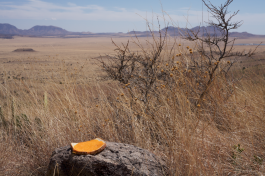 Morten Norbye Halvorsen