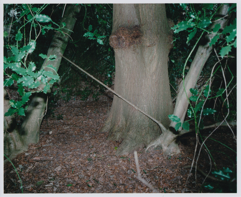 Morten Norbye Halvorsen